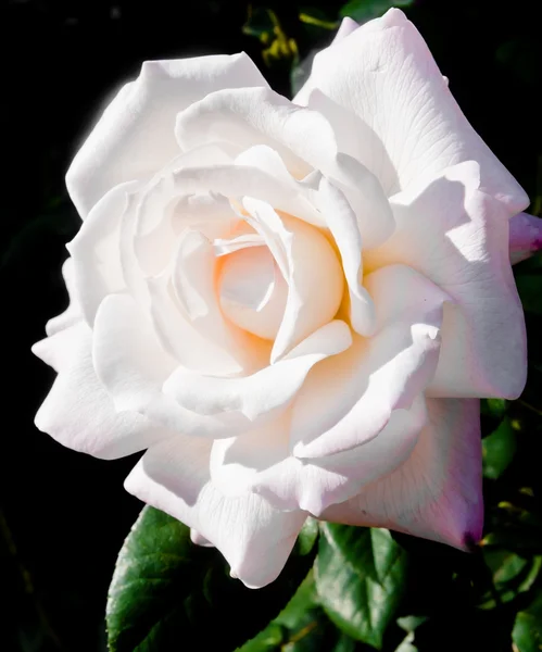 Rosa blanca de cerca inclinada — Foto de Stock