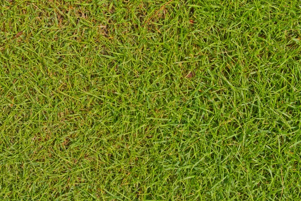 Zelené pozadí trávy Stock Fotografie