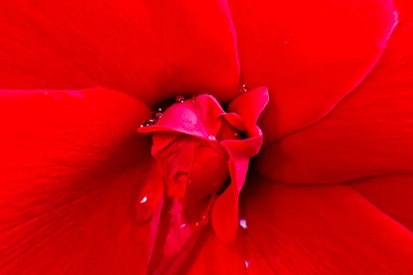 赤い薔薇吹き出すすぐ近くにあります。 — ストック写真