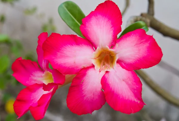 Pink impala lily — Stock Photo, Image