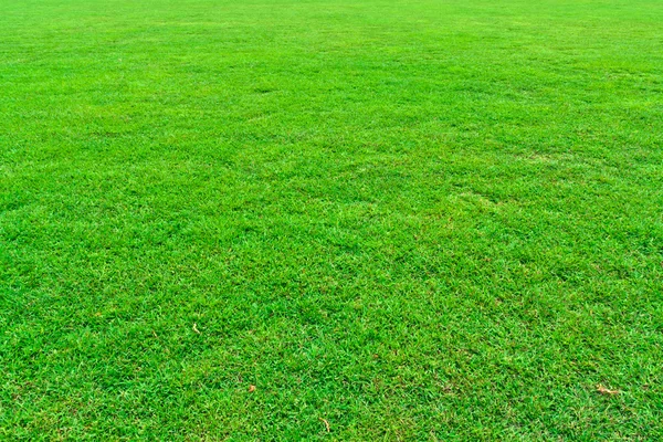 Зеленое травяное поле — стоковое фото