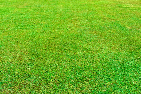 Wet green grass field