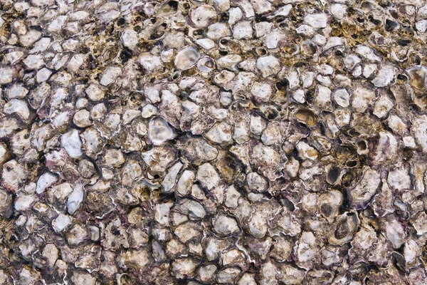 Conchas antigas em rocha — Fotografia de Stock