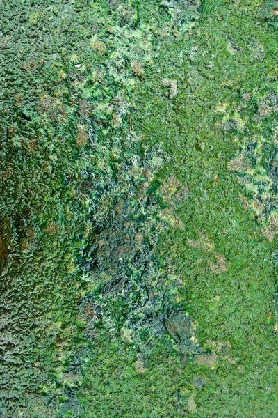 Groene korstmossen op verdieping — Stockfoto