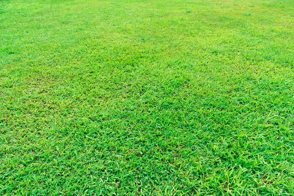 緑の草原 — ストック写真