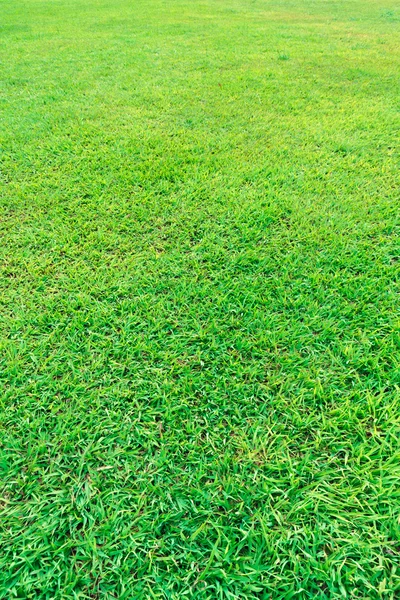 Groen grasveld — Stockfoto