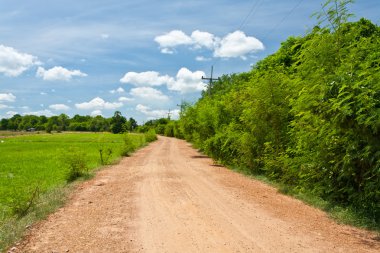 Yeşil Ağaçlı Ülke Yolu