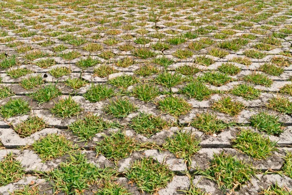 草緑パターンと敷石 — ストック写真
