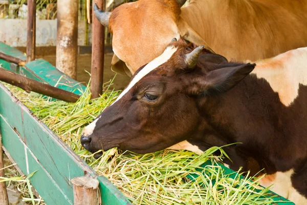 Kahverengi inek ot yiyor — Stok fotoğraf