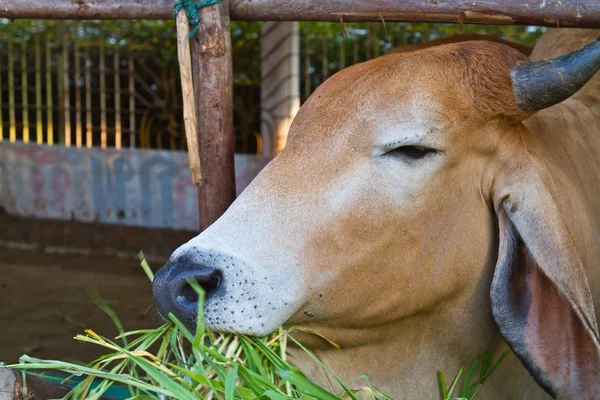 Vaca marrom comendo grama — Fotografia de Stock