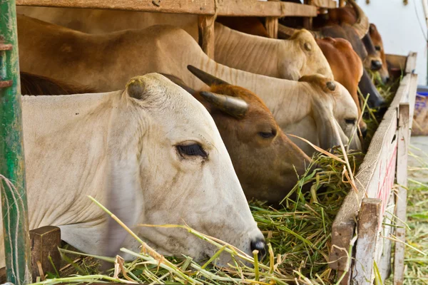 Vaca branca entre marrom outra grama comendo — Fotografia de Stock