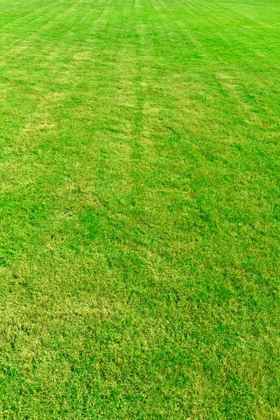 Fodrad mönster grönt gräs fältet — Stockfoto