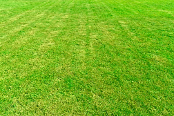 Forrado campo grama verde padrão — Fotografia de Stock