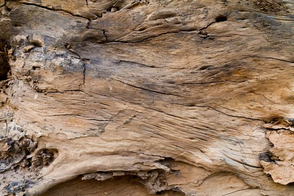 Inuti log trä textur — Stockfoto