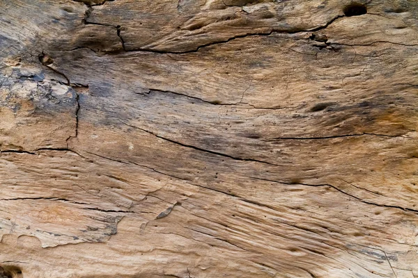 All'interno tronco struttura in legno — Foto Stock