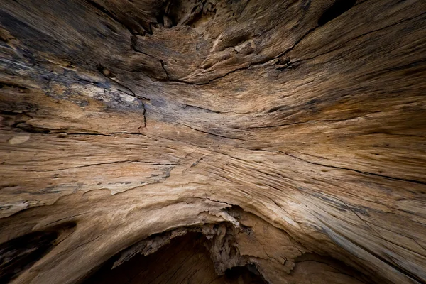 Textura madera tronco interior —  Fotos de Stock