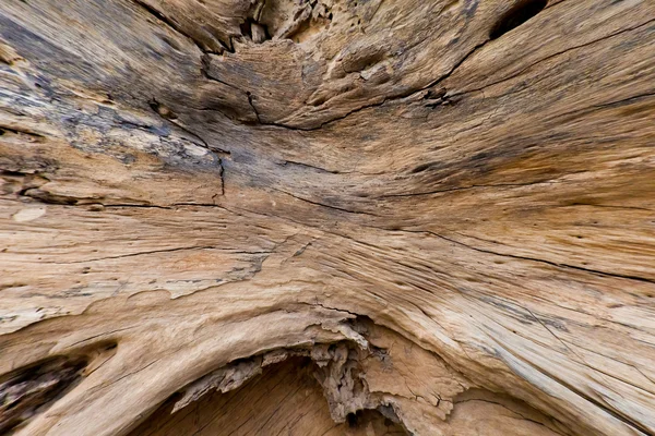 Wewnątrz struktura drewna dziennika — Zdjęcie stockowe
