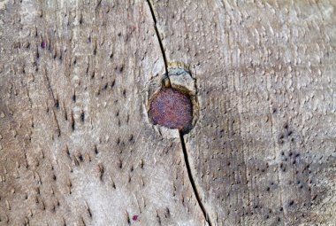 Rusty nails head on wood plank clipart