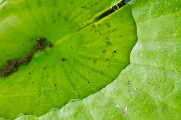 stock image Water on lotus leaf