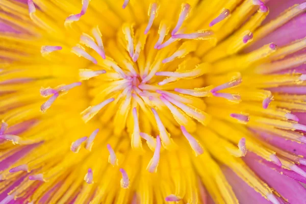 Sárga lila lotus termőlevél közelről — Stock Fotó