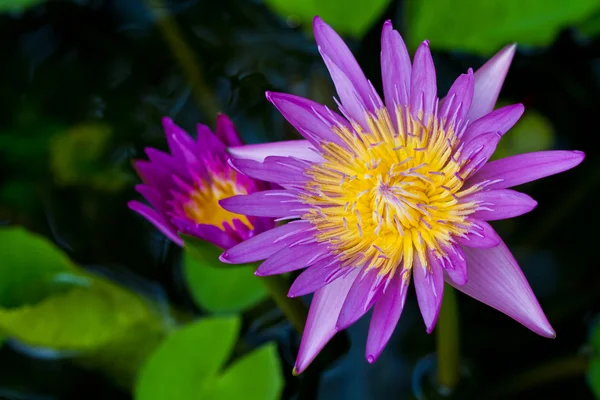 紫莲花黄色有腕管在水中 — 图库照片