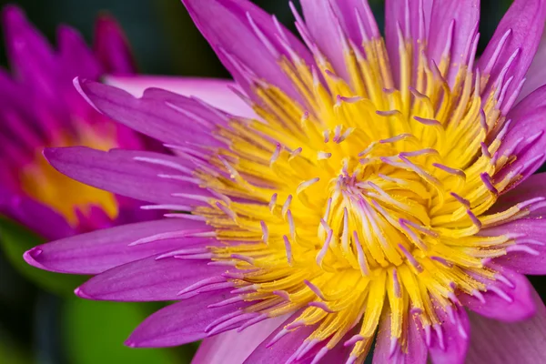 Paarse lotus gele carpel close-up — Stockfoto