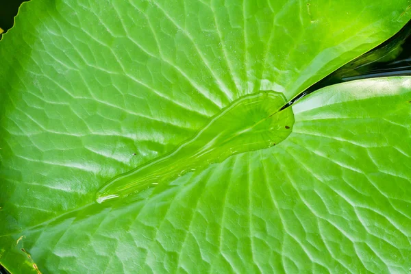 Water on lotus leaf — Stock Photo, Image