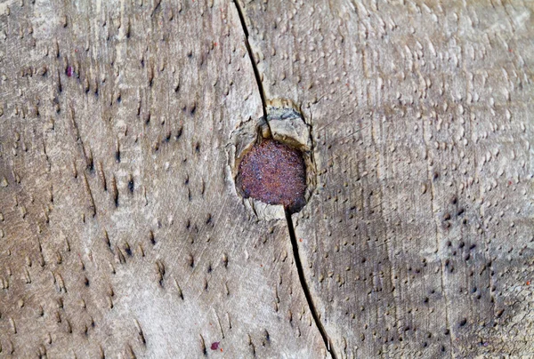 Rusty nails head on wood plank