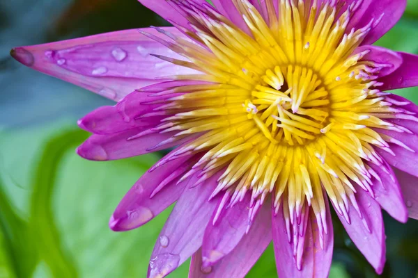 Sárga lila lotus termőlevél közelről a makró — Stock Fotó