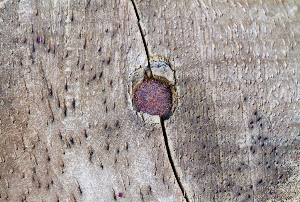 Rusty nails head on wood plank — Stock Photo © atthapols 9761837