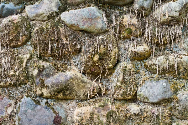 Vuile stenen muur in bos — Stockfoto