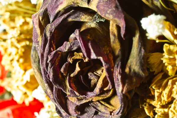 Rosa rossa secca — Foto Stock