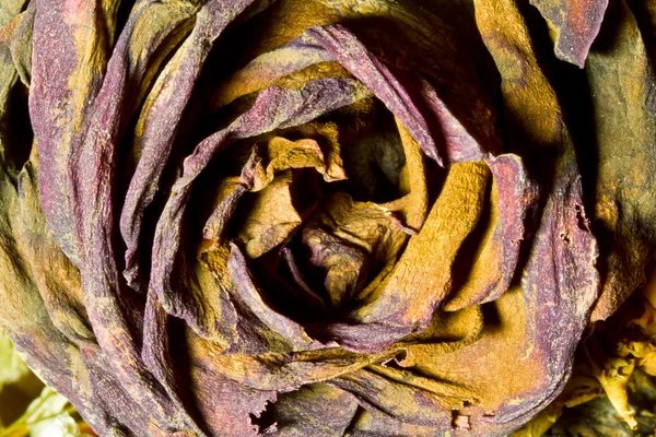 Suchą powierzchnię czerwona róża — Zdjęcie stockowe