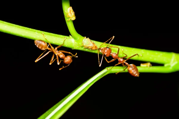 Κόκκινα μυρμήγκια στο κλαδί δέντρου — Φωτογραφία Αρχείου