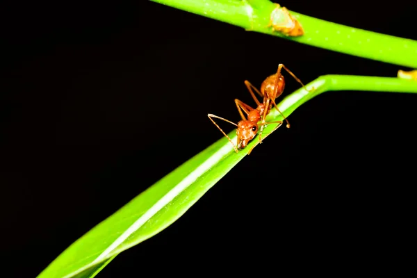 Formiga vermelha na folha da árvore — Fotografia de Stock