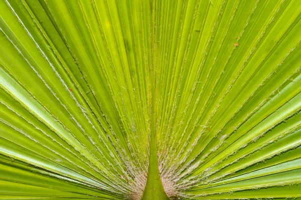 Textura da folha de palma — Fotografia de Stock