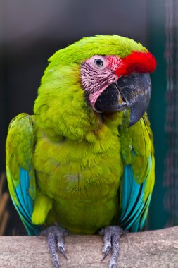 Buffon's macaw clipart