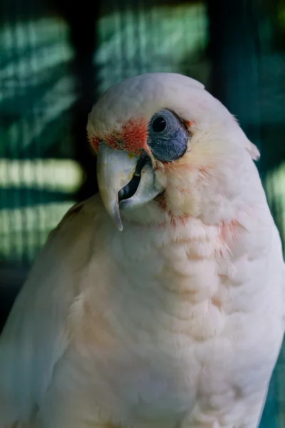 Weißer Kakadu — Stockfoto