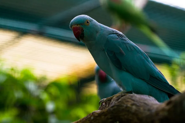 Modrý papoušek červený zobák — Stock fotografie
