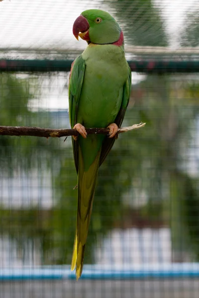 红绿金刚鹦鹉的喙 — 图库照片