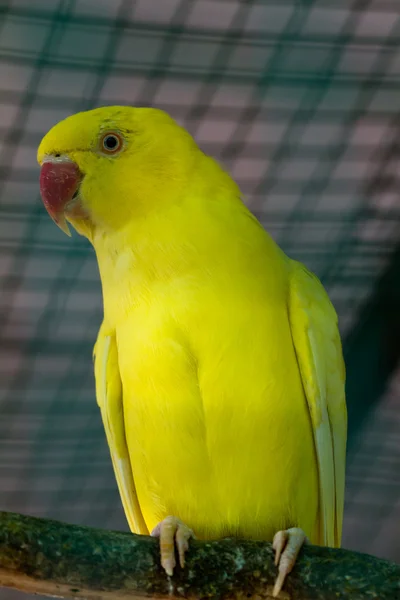 黄色红色金刚鹦鹉的喙 — 图库照片