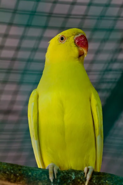 Жовтий макаронний червоний дзьоб — стокове фото