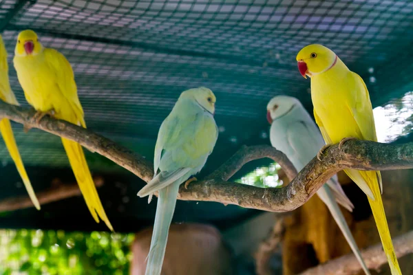 红色的黄色和绿色鹦鹉的喙 — 图库照片