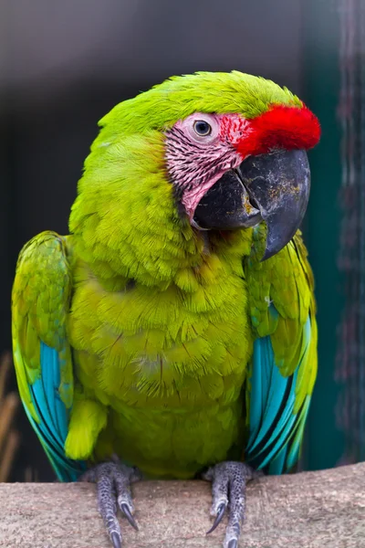 Buffon'ın Amerika papağanı — Stok fotoğraf