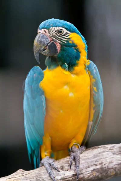 Blue throated macaw — Stock Photo, Image