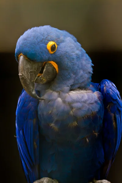 Ara ararauna macaw — Stock Photo, Image