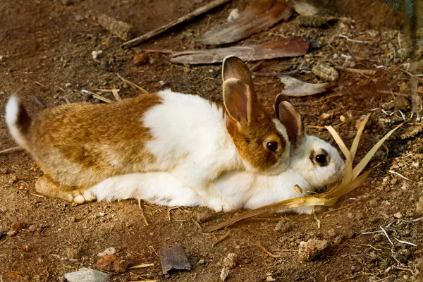 Reprodução de coelho — Fotografia de Stock