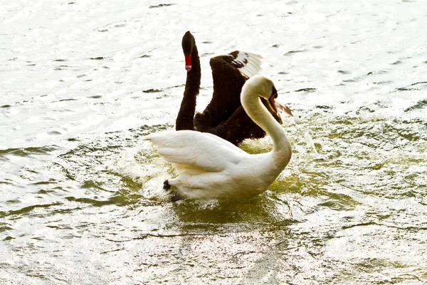 Zwarte en witte zwaan vechten — Stockfoto