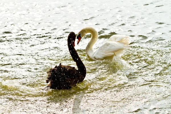 Black and white swan fighting — Stock Photo, Image