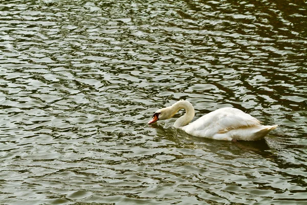Cisne blanco en el agua — Foto de Stock
